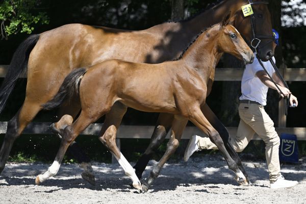 Zangersheide Online Auction - Foals Sired by Zangersheide